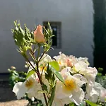 Il Glicine - Natural